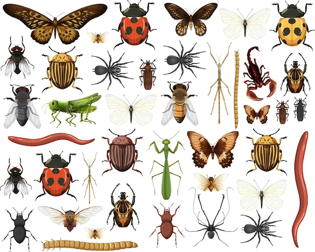 Free Vector different insects collection isolated on white background