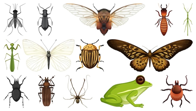 Different insects collection isolated on white background