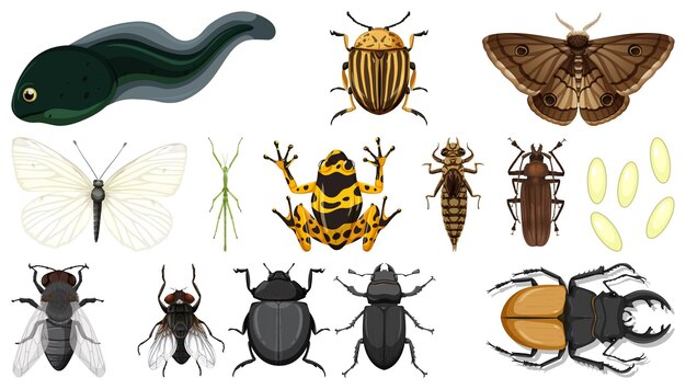 Different insects collection isolated on white background