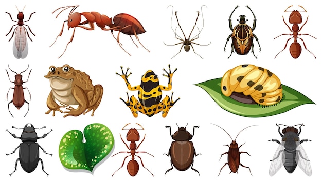 Free Vector different insects collection isolated on white background