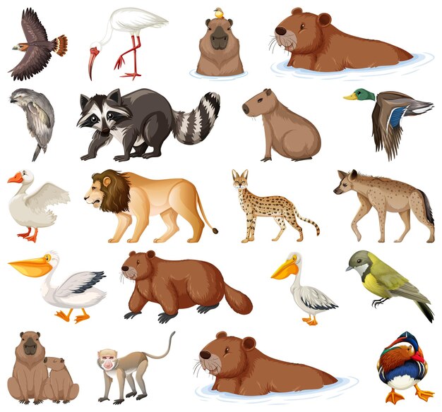 Different kinds of animals collection