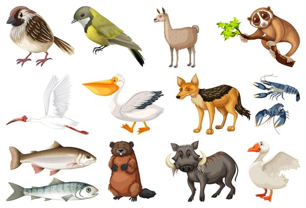 Different kinds of animals collection