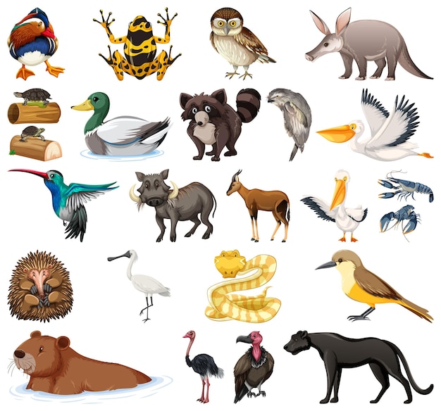 Different kinds of animals collection