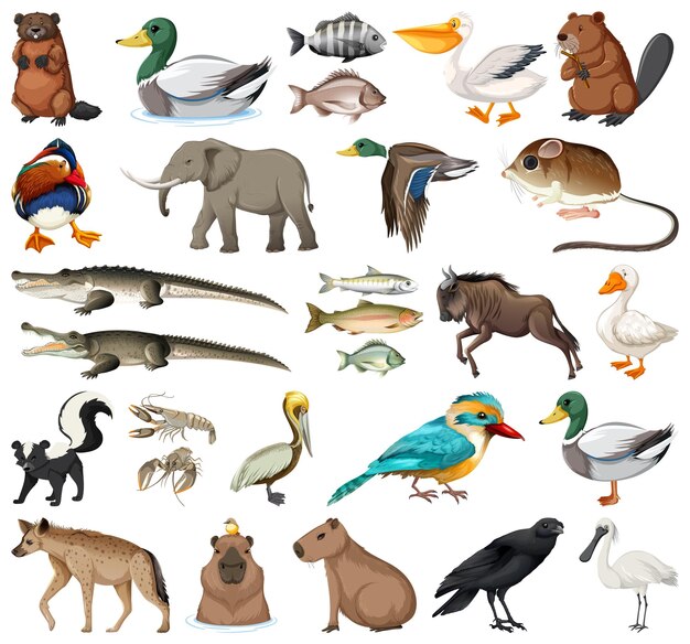 Different kinds of animals collection