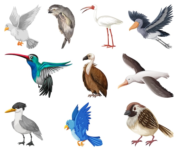 Free Vector different kinds of birds collection