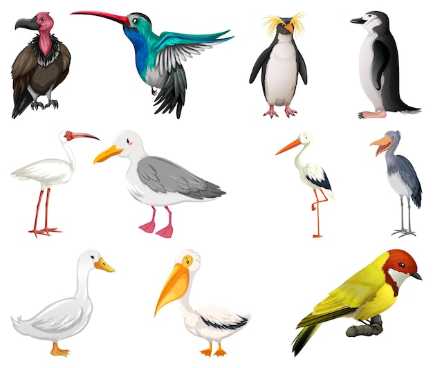 Different kinds of birds collection