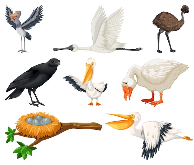 Different kinds of birds collection