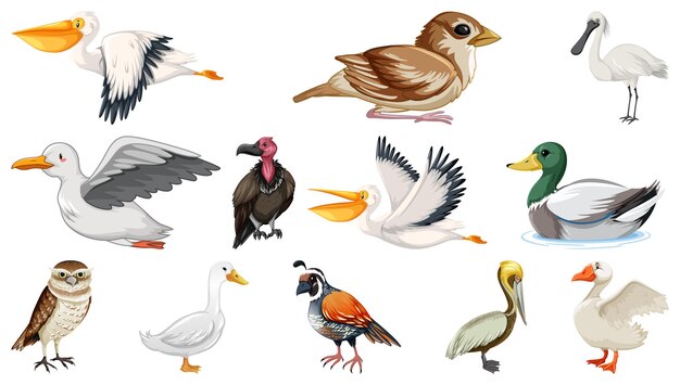 Different kinds of birds collection