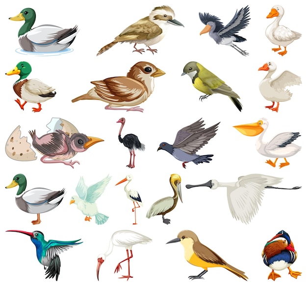 Free Vector different kinds of birds collection