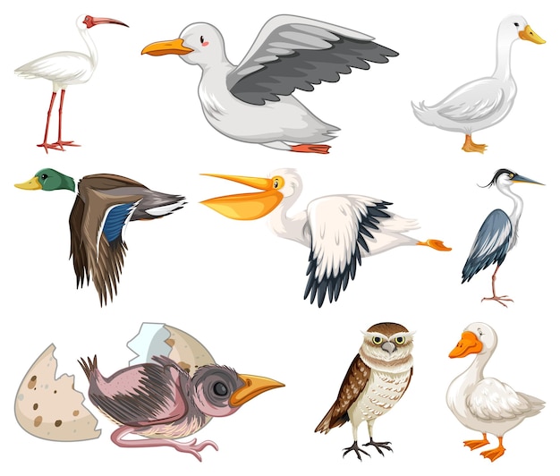 Free Vector different kinds of birds collection