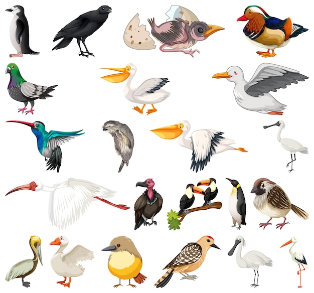 Free Vector different kinds of birds collection