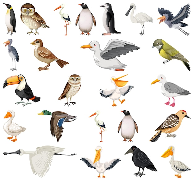 Free Vector different kinds of birds collection