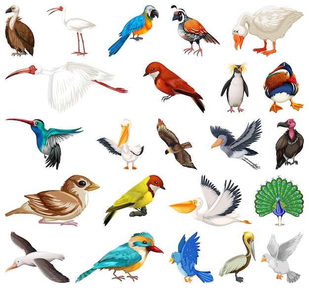 Different kinds of birds collection