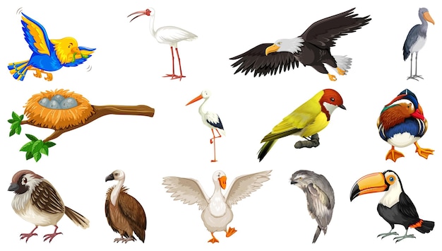 Different kinds of birds collection