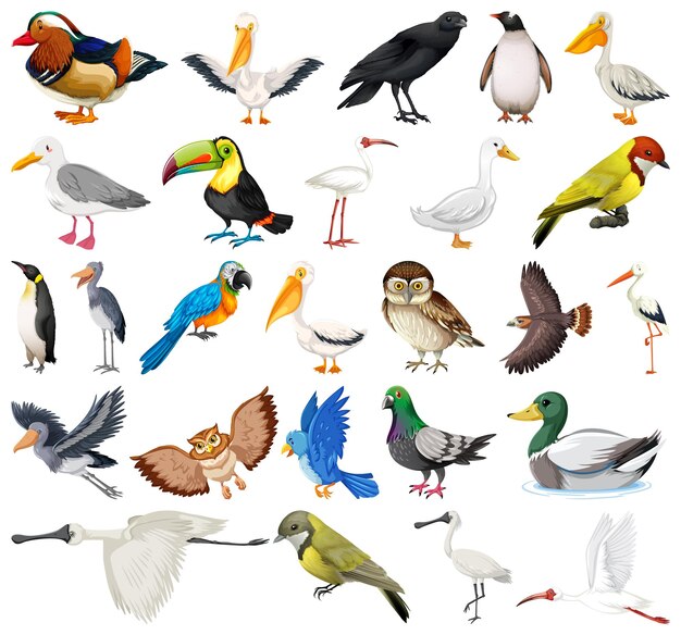 Different kinds of birds collection