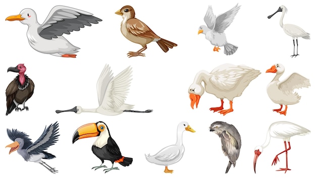 Free Vector different kinds of birds collection