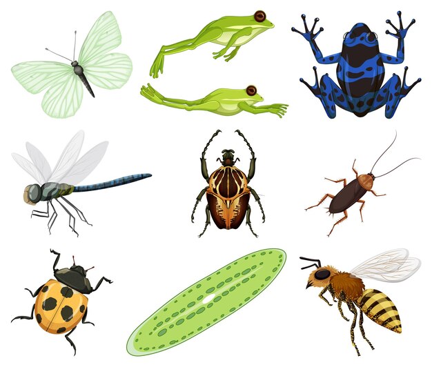 Different kinds of insects and animals on white background