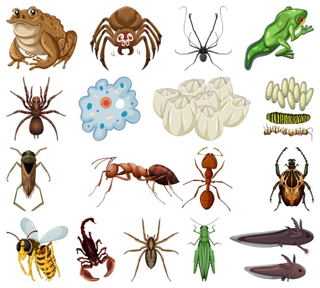 Different kinds of insects and animals on white background