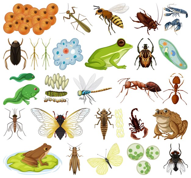 Different kinds of insects and animals on white background