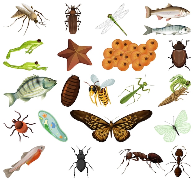 Different kinds of insects and animals on white background