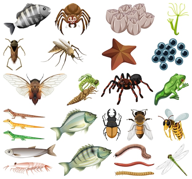 Different kinds of insects and animals on white background