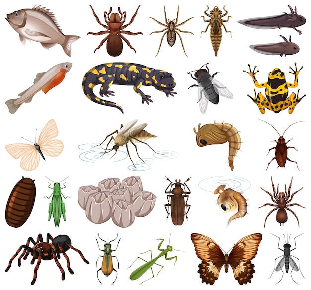 Different kinds of insects and animals on white background