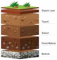 Free vector different layers of soil on earth