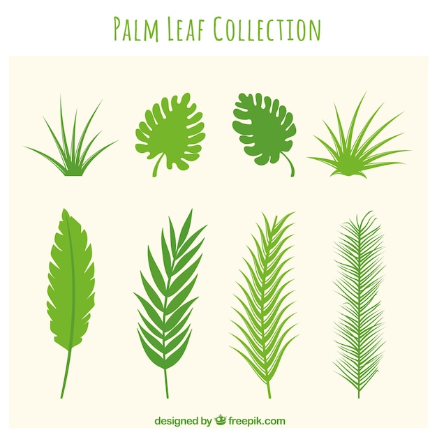 Different leaves of palm trees