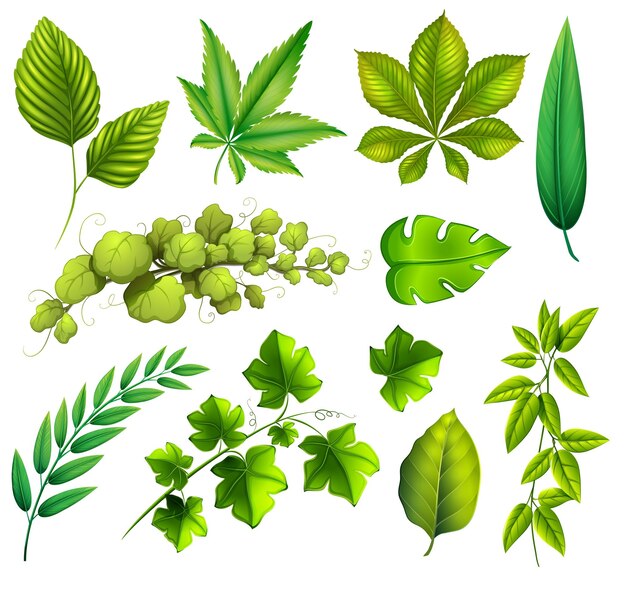 Different leaves