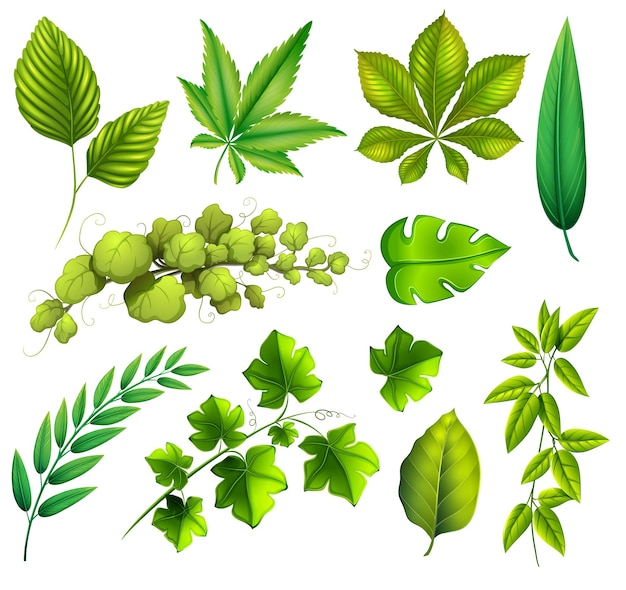 Different leaves