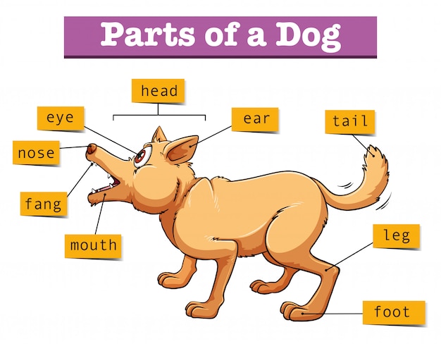 Different parts of domestic dog