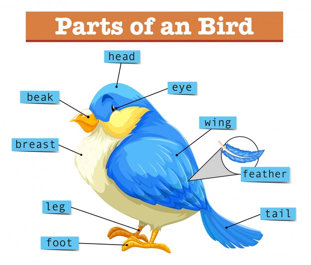 Different parts of little blue bird