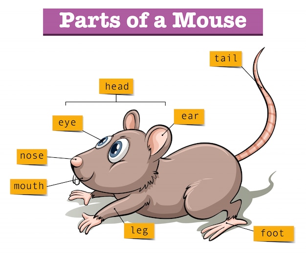 Free Vector different parts of small mouse