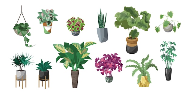 Different plants in pots flat vector illustrations set. Indoor flowers in planters, flowerpots or vases with houseplants: begonia, alocasia isolated on white background. Nature, urban jungle concept