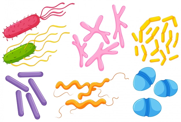 Free vector different types of bacteria in intestines