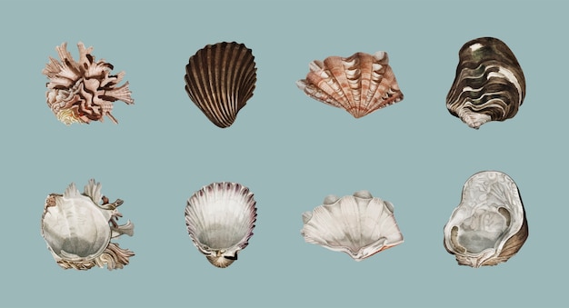 Free Vector different types of mollusks illustrated 