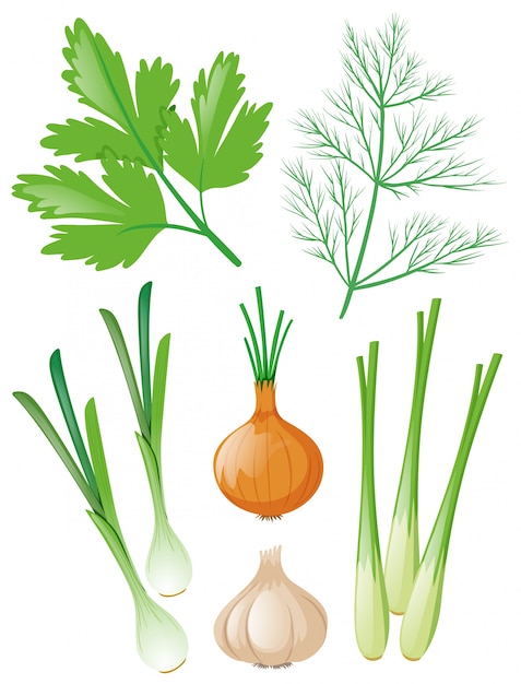 Free Vector different types of vegetables on white