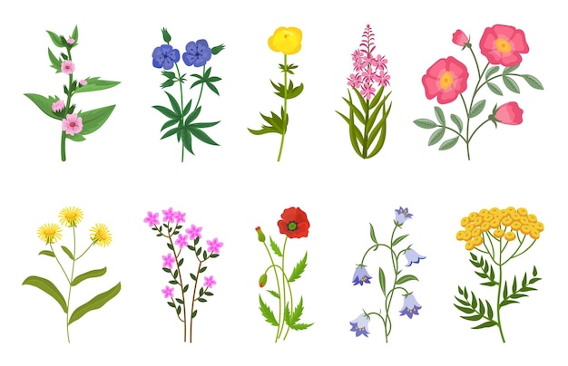 Different wild flowers vector illustrations set. Collection of meadow or field flowers, yellow buttercup and dandelion, bells, poppies isolated on white background. Nature, summer or spring concept