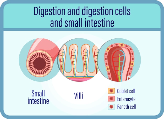 Free Vector digestion anddigestion cells and small intestine