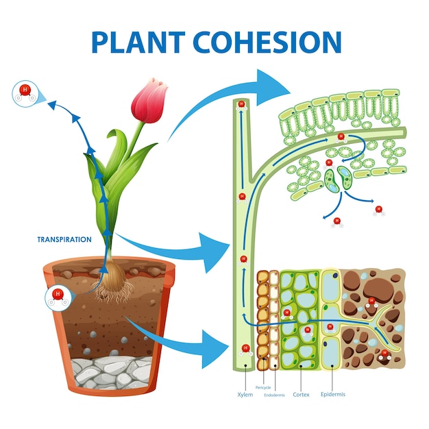 Digram showing the movement of water in plants