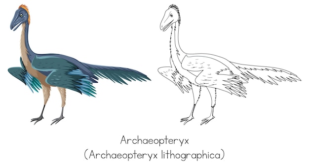 Dinosaur sketching of archaeopteryx