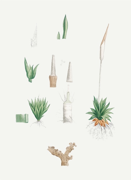 Free Vector dissected plants