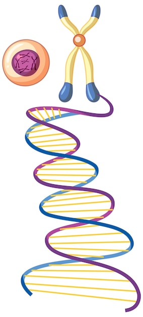 DNA helix symbol isolated on white background