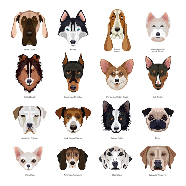 Free Vector dogs breeds set