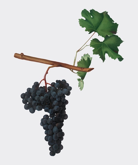 Free Vector dolcetto grapes from pomona italiana illustration