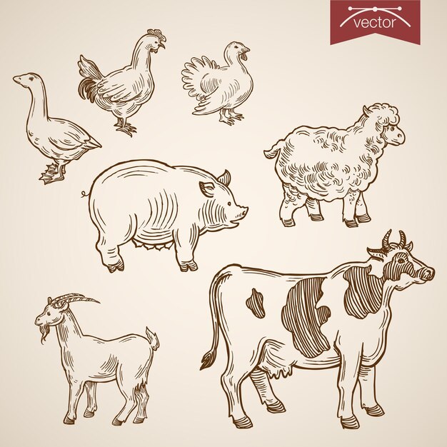 Domestic farm friendly funny animal icon set.