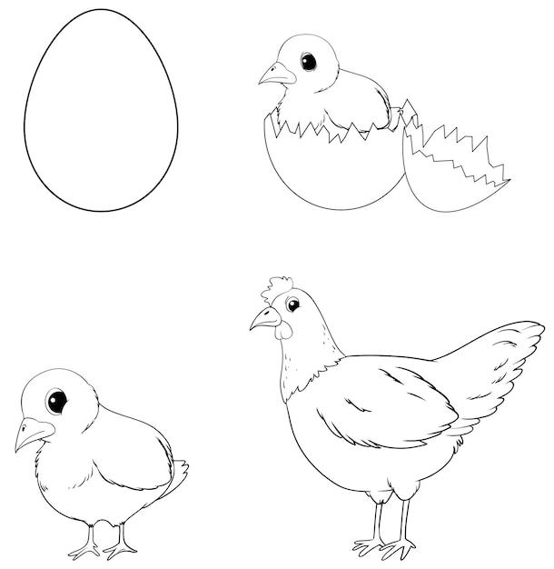 Doodle chicken life cycle