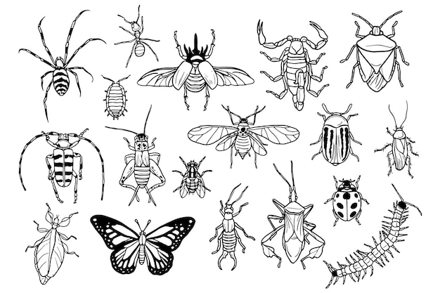 Free Vector doodle collection of bugs