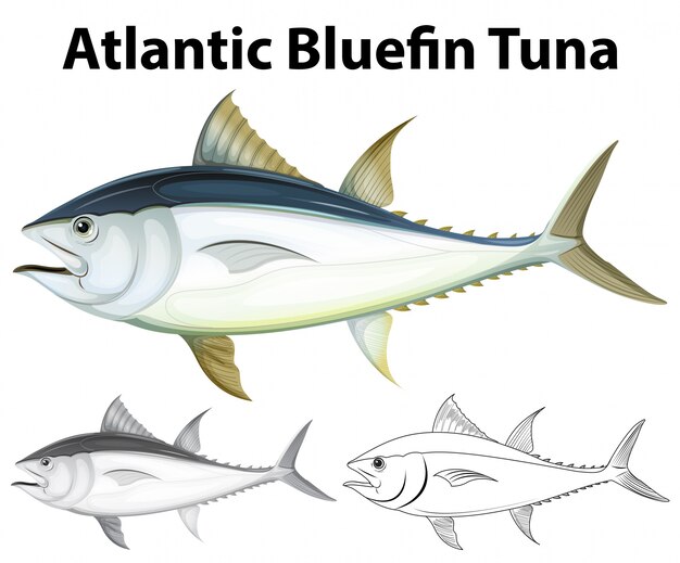 Drafting character for atlantic bluefin tuna illustration