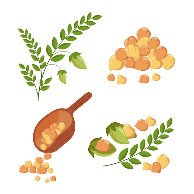 Free Vector drawn chickpea beans and plant